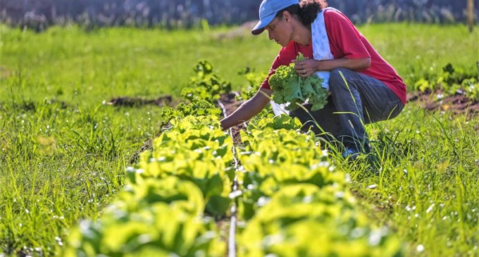 Horta comunitária transforma realidades no Navegantes