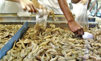 “OURO DA LAGOA” : Safra do camarão inicia neste sábado