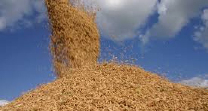 Qualidade do arroz brasileiro garante valorização no mercado externo