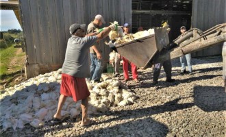 PRODUÇÃO ABATIDA : Por falta de ração, empresa da zona rural de Pelotas perde 30 mil galinhas