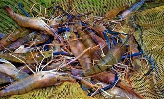 Zona rural terá projeto-piloto para criação de camarão