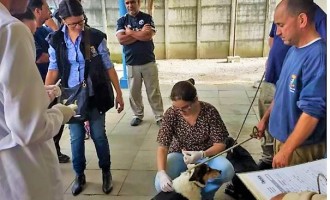 Prefeitura vai retomar microchipagem de cães e gatos