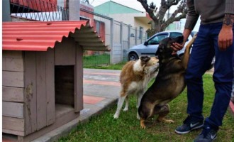 PRESÍDIO REGIONAL : Apenados constroem casinhas para cães de rua