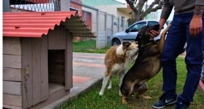 PRESÍDIO REGIONAL : Apenados constroem casinhas para cães de rua