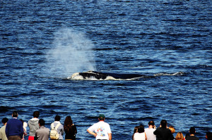 Turismo de observação responsável de cetáceos atrai milhares de curiosos