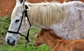 16 cavalos recebem novo lar em projeto da Prefeitura