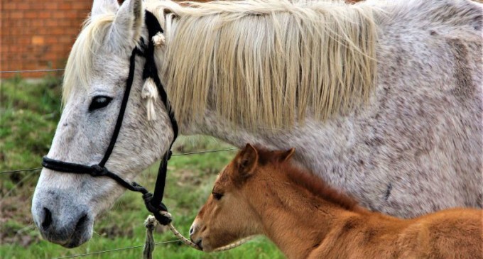16 cavalos recebem novo lar em projeto da Prefeitura