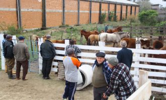 15 equinos estão disponíveis para doação na Hospedaria