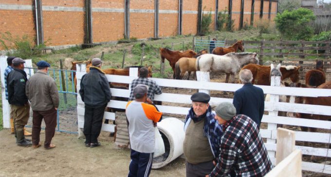 15 equinos estão disponíveis para doação na Hospedaria