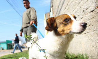 ADOÇÃO DE CÃES : 50 cães esperam um novo lar