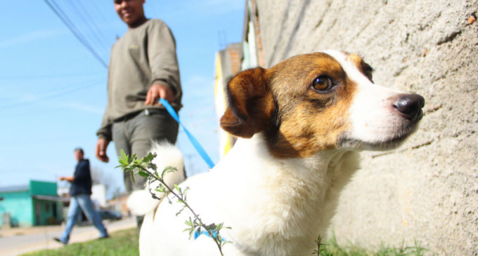 ADOÇÃO DE CÃES : 50 cães esperam um novo lar