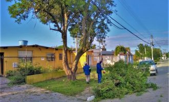 SERVIÇO DE PODAS : Prefeitura alerta para ação de golpistas