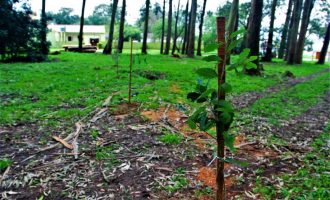 Zona rural receberá mudas de árvores na Semana do Meio Ambiente