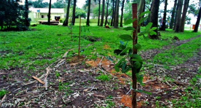 Zona rural receberá mudas de árvores na Semana do Meio Ambiente