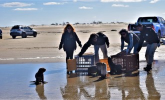 Projeto Pinípedes do Sul e FURG realizam soltura de animais marinhos reabilitados