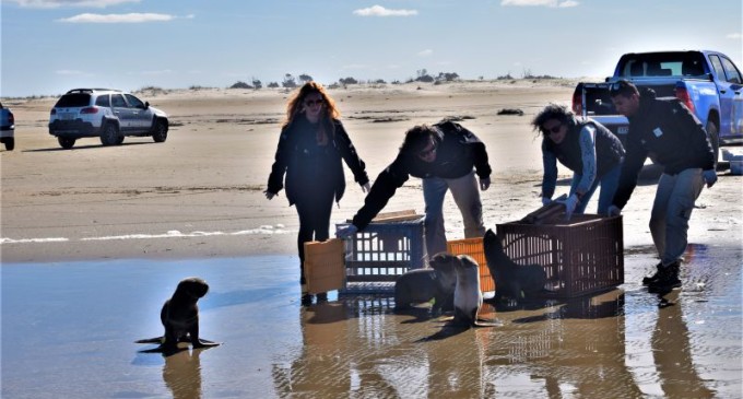 Projeto Pinípedes do Sul e FURG realizam soltura de animais marinhos reabilitados
