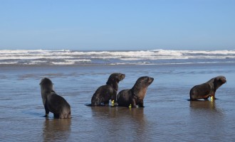 Fim do veraneio marca retorno dos pinípedes na costa do Rio Grande do Sul