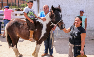 Hospedaria de Grandes Animais realiza doação de 17 cavalos