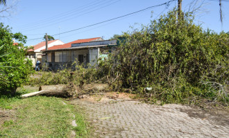 SQA contabiliza 166 árvores derrubadas pelo temporal