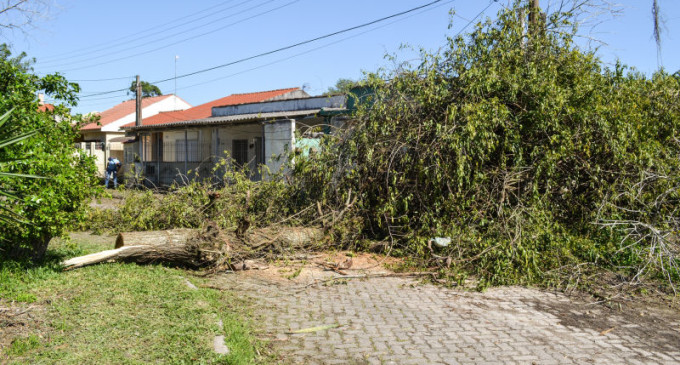 SQA contabiliza 166 árvores derrubadas pelo temporal