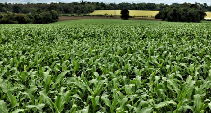 Semeadura do milho no Estado chega aos 50% da área prevista