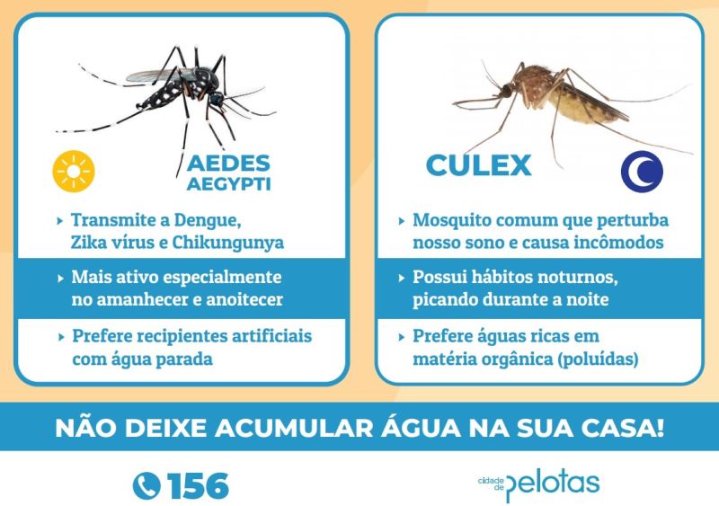 Aedes dicas