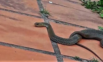 LARANJAL: Chegada do calor faz aumentar aparecimento de cobras