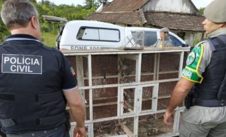 CRIME AMBIENTAL  : Ação apreende 171 pássaros silvestres no Capão do Leão