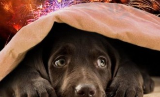 Como proteger o cachorro dos fogos de artifício?