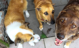 Prefeitura promove ações para estimular a adoção de cães