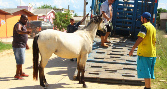 Prefeitura recolhe mais sete cavalos