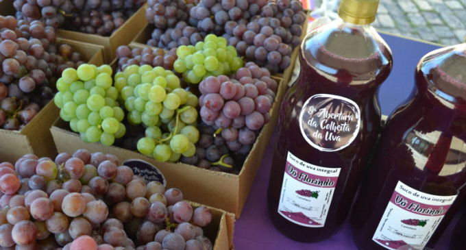 Produtores aprovam sistema de feiras para venda de uva