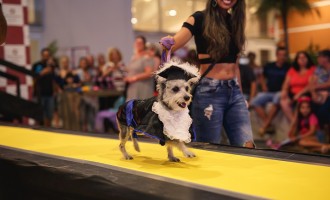Bloco de carnaval leva cachorrinhos para passarela