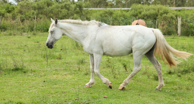 Hospedaria municipal libera 16 cavalos para adoção