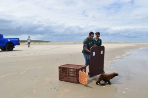 ANIMAL havia sido encontrado no dia 8 de janeiro