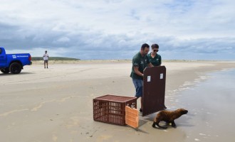 Projeto Pinípedes do Sul realiza soltura de lobo-marinho