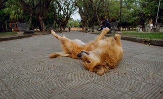 SHOPPING : Projeto Cachorros de Pelotas com documentário e adoção