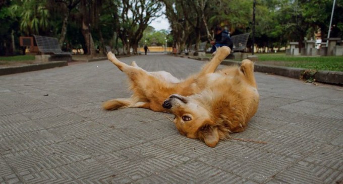 SHOPPING : Projeto Cachorros de Pelotas com documentário e adoção