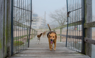 SHOPPING PELOTAS : Feira de Adoção de Cães acontece neste sábado