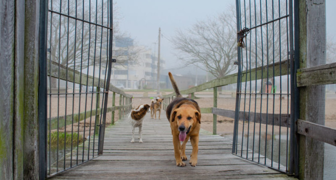 SHOPPING PELOTAS : Feira de Adoção de Cães acontece neste sábado