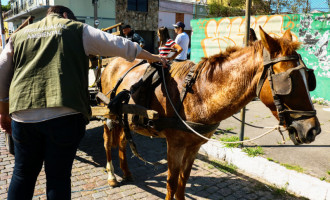 Prefeitura realiza operação contra maus-tratos a cavalos