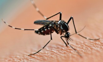 Casos de dengue aumentaram no início de 2019