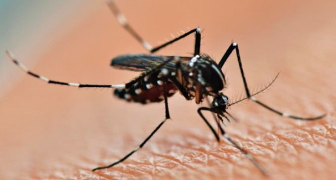 Casos de dengue aumentaram no início de 2019