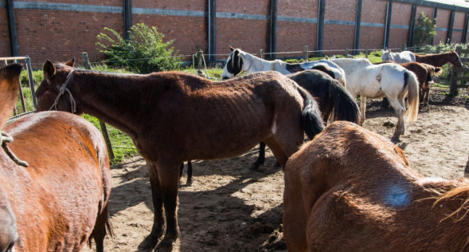 Projeto Adoção de Cavalos encontra lar para mais 18 animais