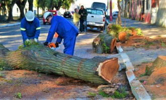 Supressão e poda de árvores podem ser pedidas à Ouvidoria da Prefeitura