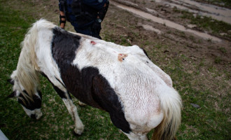 Operação contra maus-tratos a equinos apreende um animal