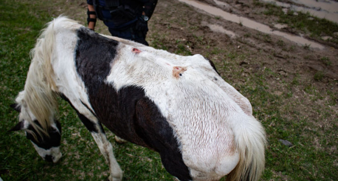 Operação contra maus-tratos a equinos apreende um animal