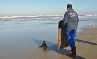 Lobo-marinho é devolvido ao mar no Cassino