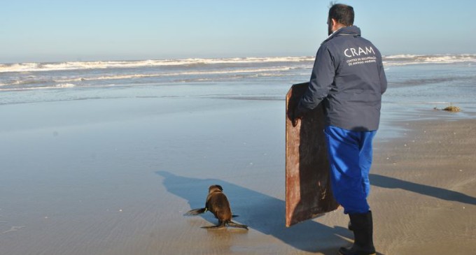 Lobo-marinho é devolvido ao mar no Cassino