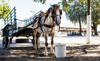 CAVALOS  : Blitz de combate a maus-tratos conscientiza trabalhadores